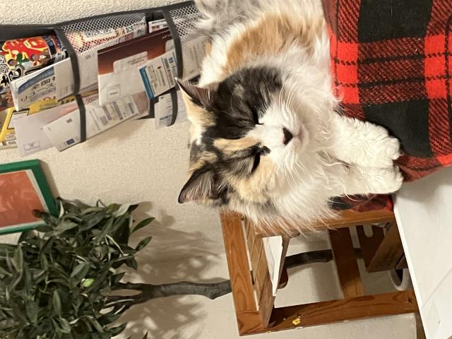 迷子猫No.1794の写真