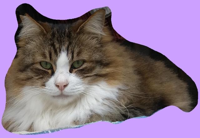 迷子猫の写真1