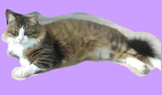 迷子猫の写真2
