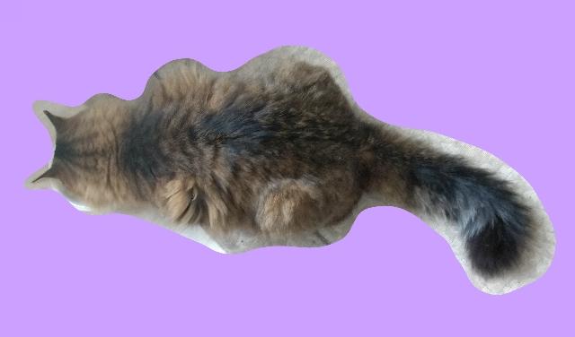 迷子猫の写真3