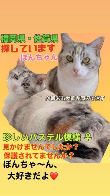 迷子猫No.0884の写真