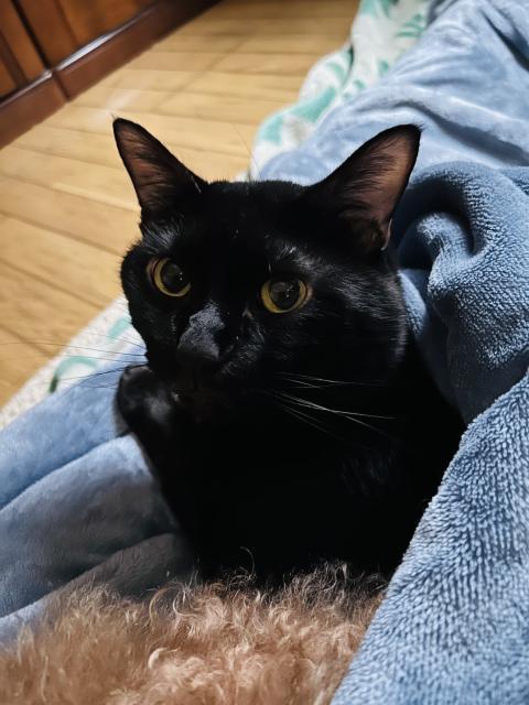 迷子猫No.1748の写真