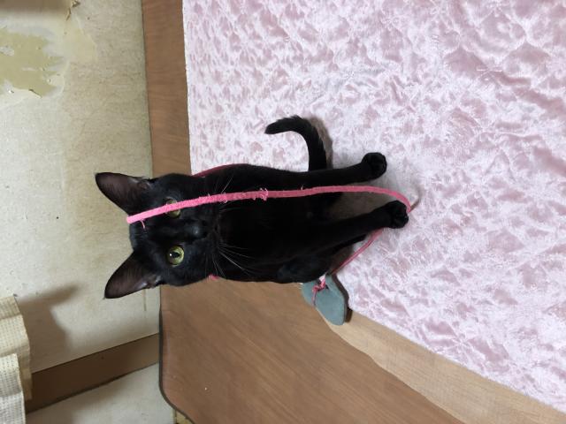 迷子猫の写真2