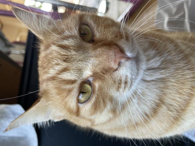 迷子猫の写真1