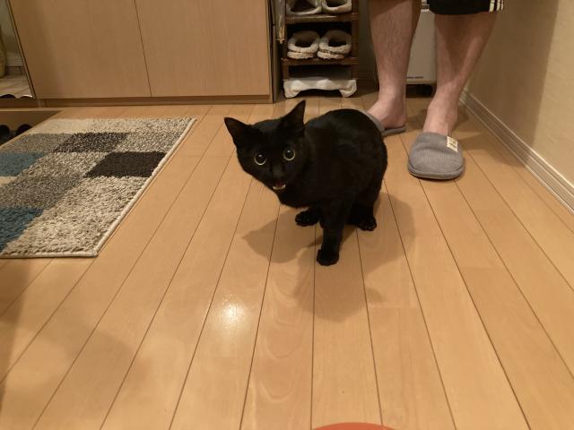保護猫の写真1