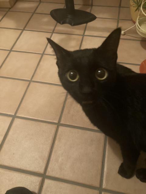 保護猫の写真2