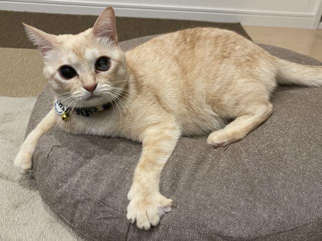 迷子猫の写真2