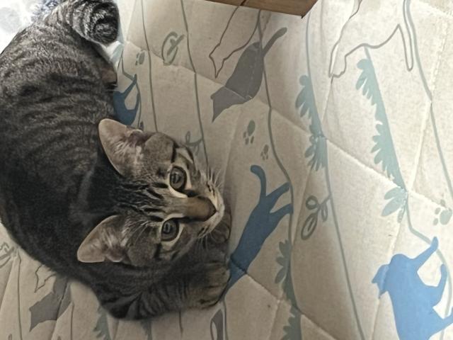 迷子猫No.0792の写真
