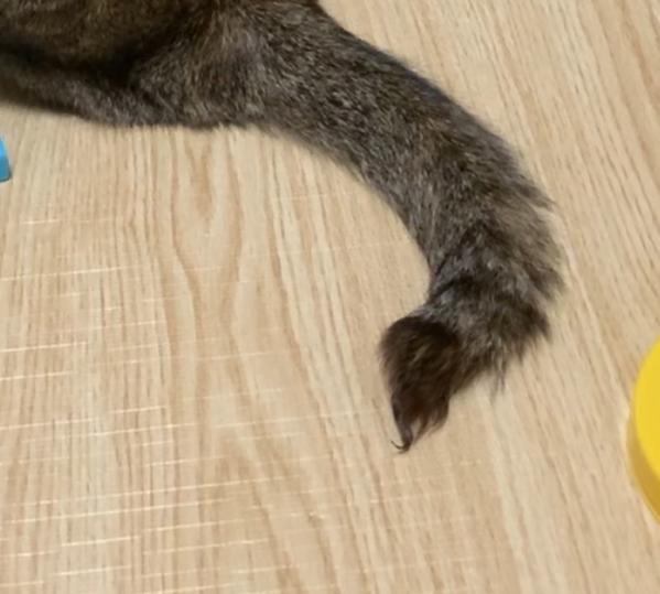 迷子猫の写真2