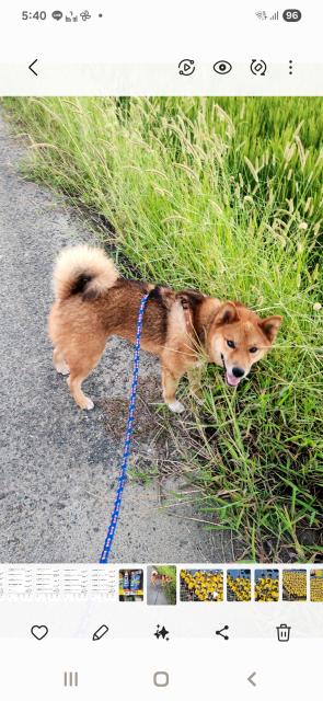 迷子犬の写真2
