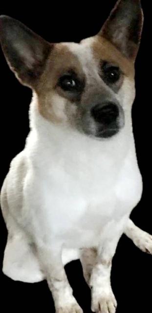 迷子犬No.2060の写真