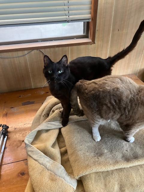 個人間譲渡猫No.0159の写真