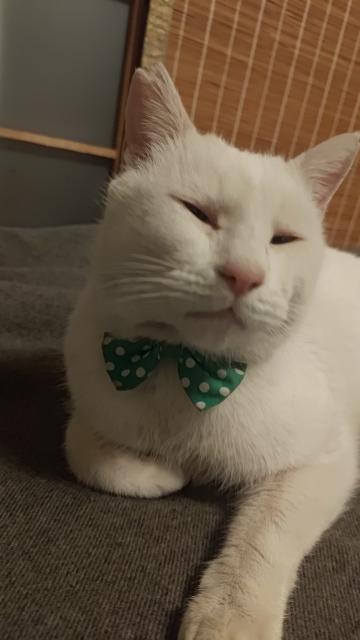 迷子猫No.2098の写真