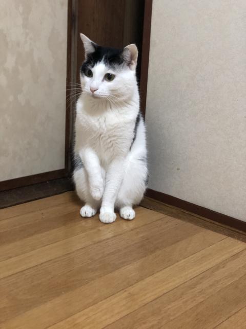 迷子猫の写真1