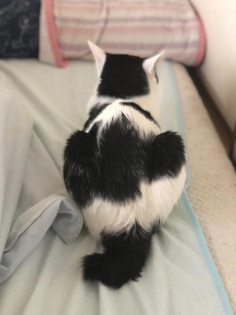 迷子猫の写真2