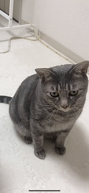 迷子猫の写真1