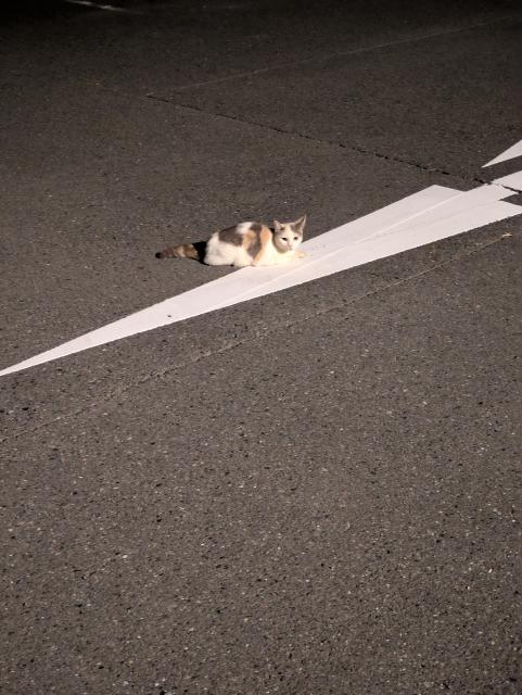 保護猫No.0365の写真