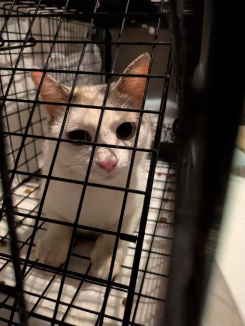 保護猫の写真2