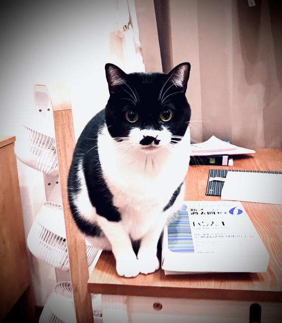 迷子猫No.1828の写真
