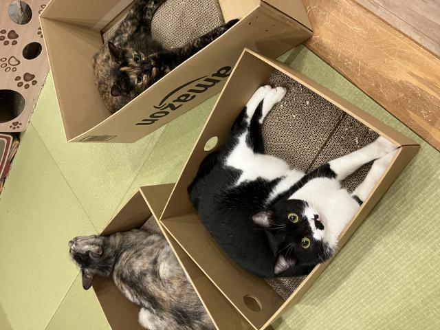 迷子猫の写真2