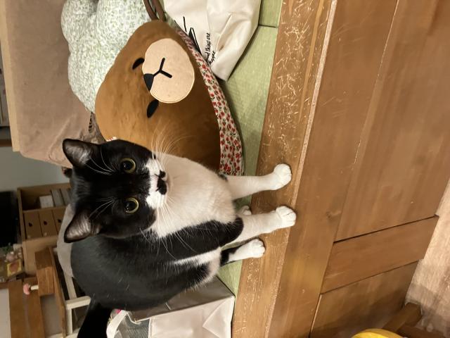 迷子猫の写真3