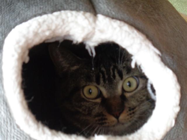 個人間譲渡猫No.0184の写真