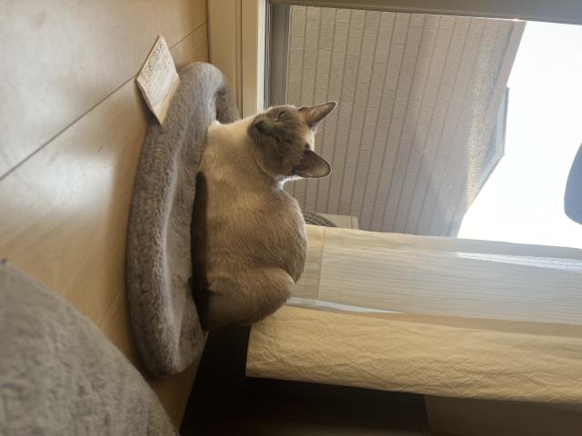 迷子猫No.1697の写真