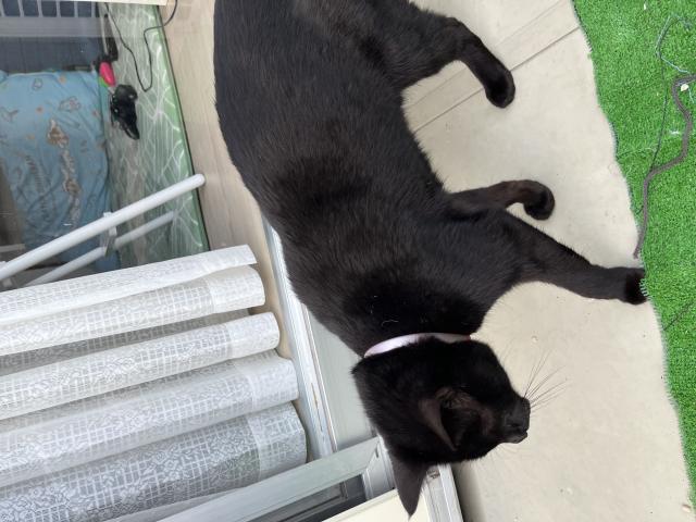 迷子猫No.0791の写真
