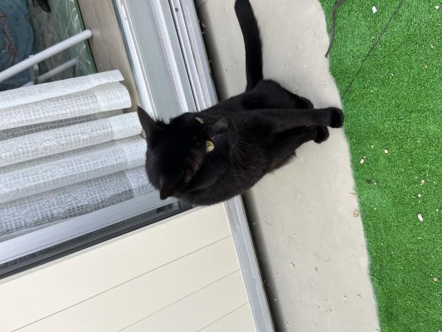 迷子猫の写真2