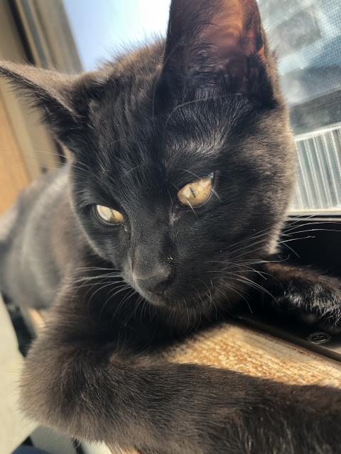 迷子猫の写真3