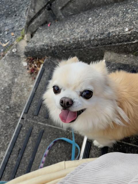 迷子犬No.1985の写真