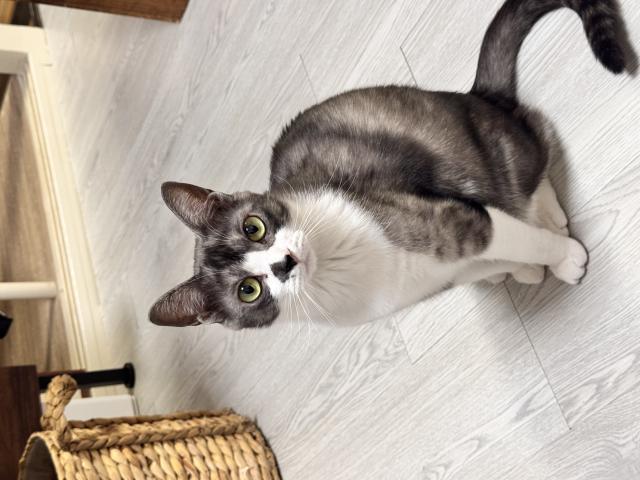 迷子猫No.2067の写真