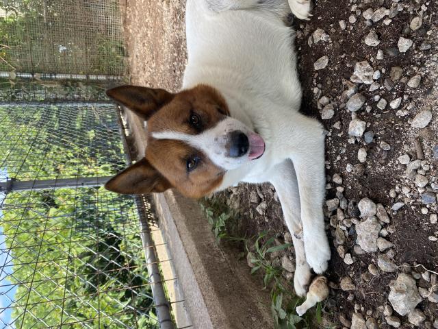 迷子犬の写真2
