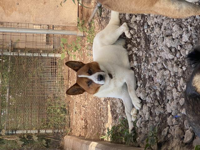迷子犬の写真3