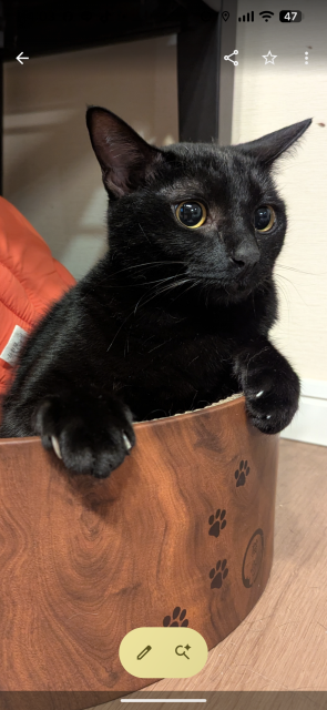 迷子猫の写真2