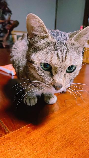 保護猫No.0220の写真
