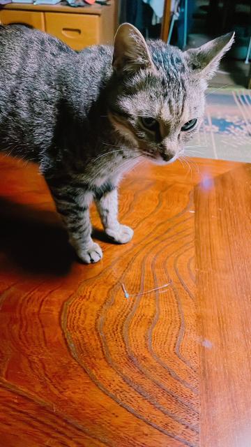 保護猫の写真2