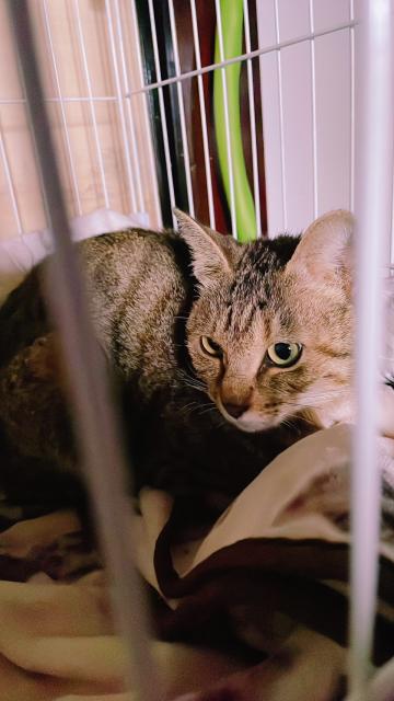 保護猫の写真3