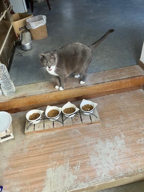 個人間譲渡猫No.0160の写真