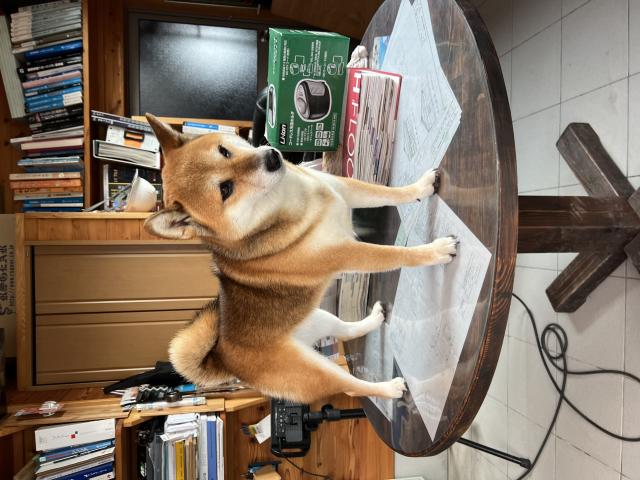 迷子犬No.1000の写真