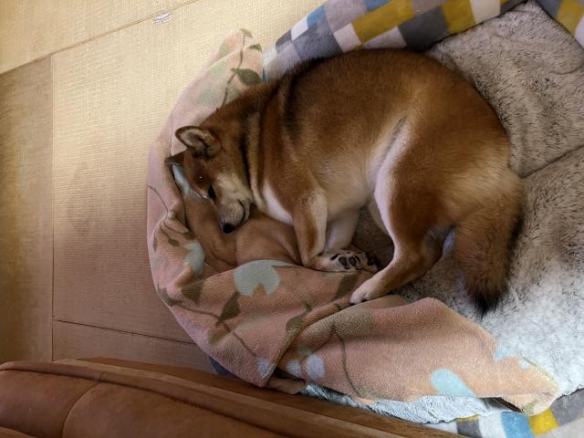 迷子犬の写真2