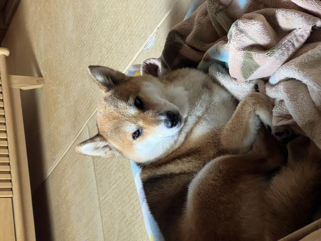 迷子犬の写真3