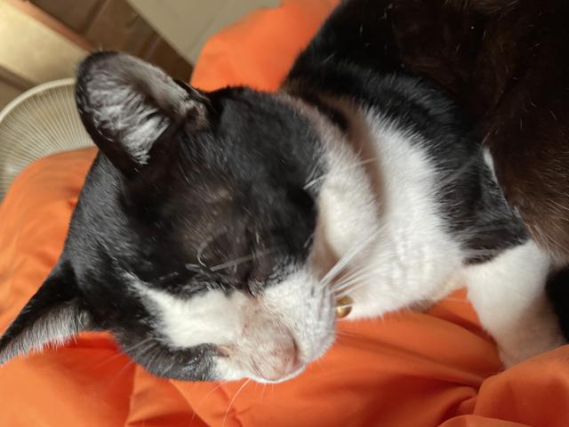 迷子猫の写真2