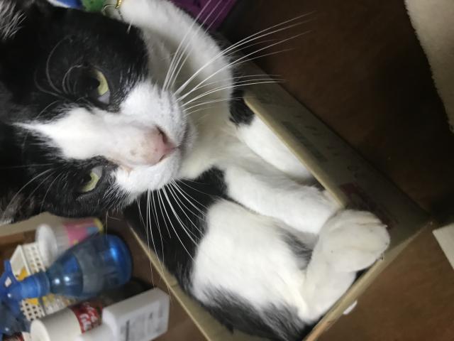 迷子猫の写真3