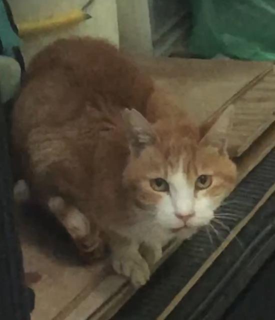 保護猫No.0346の写真