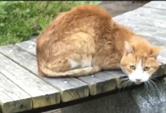 保護猫の写真2