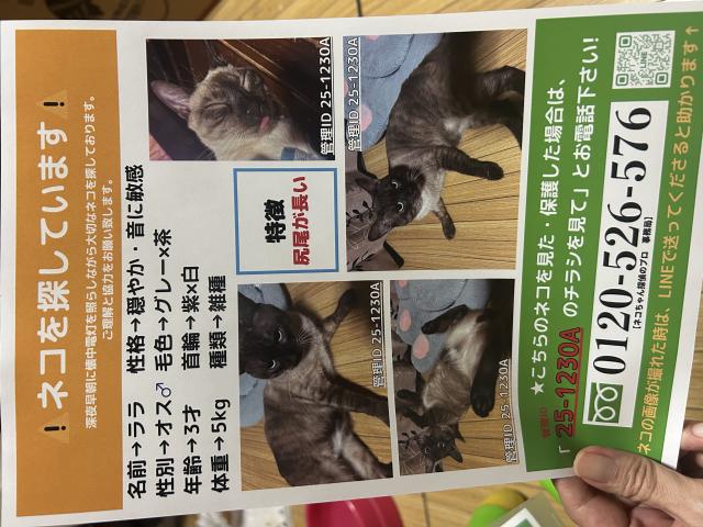 迷子猫No.2045の写真