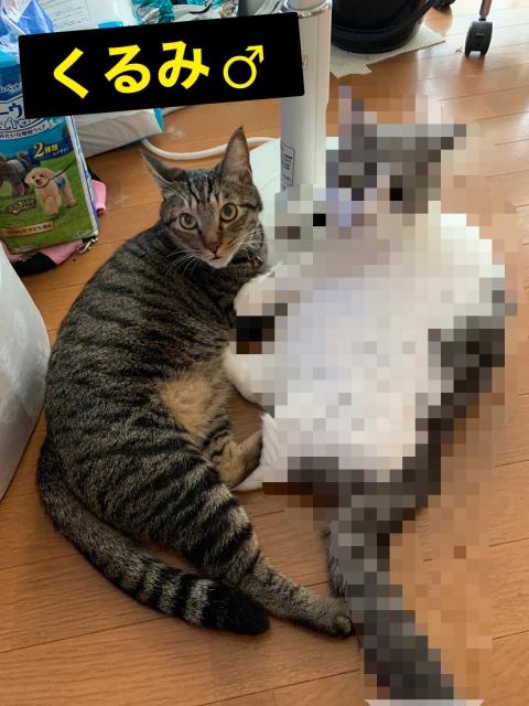 迷子猫の写真1