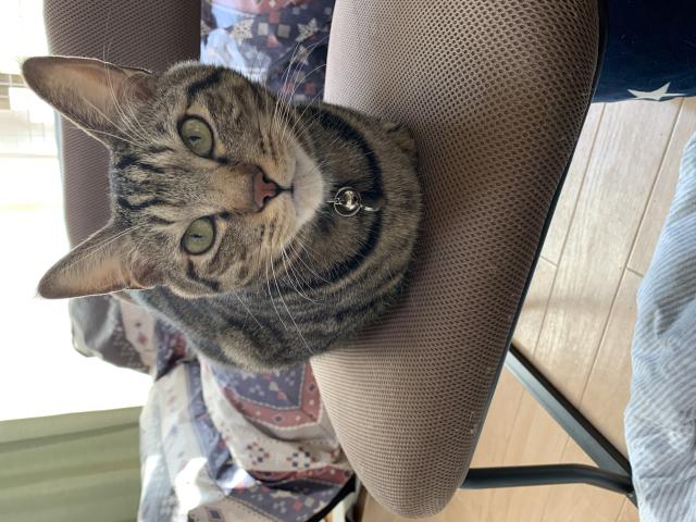 迷子猫の写真2