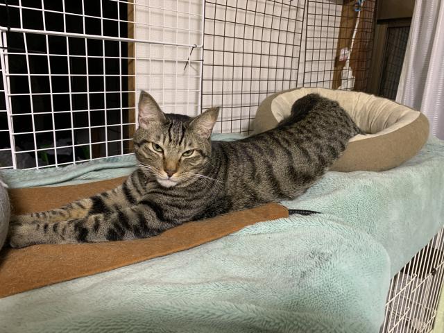 迷子猫の写真3
